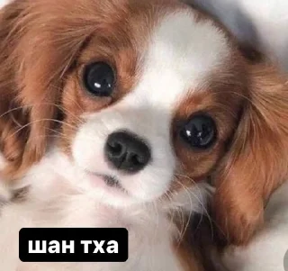 🌟 emoji @kkarmpack часть 1🇦🇲 Telegram sticker 14 of 119