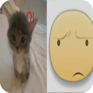 🐱 emoji Cats are so cute Telegram sticker 17 of 34