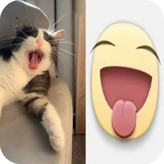 👍 emoji Cats are so cute Telegram sticker 15 of 34