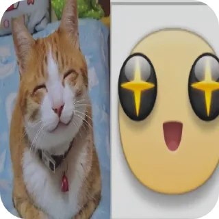🐱 emoji Cats are so cute Telegram sticker 18 of 34