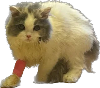 🤕 emoji Phoebitch Telegram sticker 11 of 58