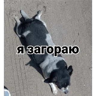 🤠 emoji осек Telegram sticker 23 of 53