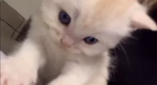 💕 emoji какашки Telegram sticker 19 of 49