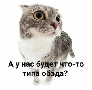 🥲 emoji мне всё будет до пизды Telegram sticker 21 of 50