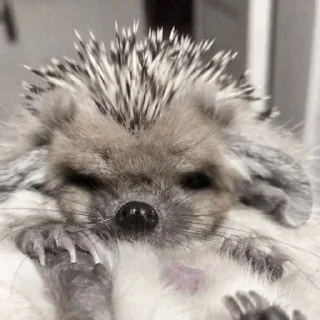 🌟 emoji ㄠжик от Джуна. Telegram sticker 7 of 40