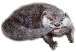 🌟 emoji otters by gravi Telegram sticker 7 of 16