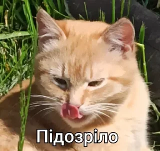 😑 emoji Ти МурБлять! @Jesus_condemns Telegram sticker 8 of 55