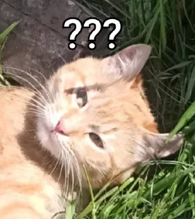 🤔 emoji Ти МурБлять! @Jesus_condemns Telegram sticker 7 of 55