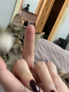 🖕 emoji дурачки Telegram sticker 8 of 90