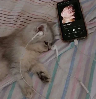 💝 emoji котеки бу: @rty3ti Telegram sticker 13 of 70