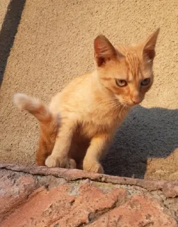 😜 emoji лучший котик мечта прям Telegram sticker 18 of 48