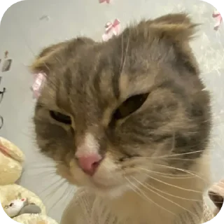 👍 emoji @pnmanage cats Telegram sticker 22 of 31
