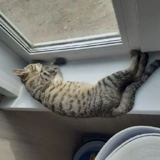 Sticker from Кот