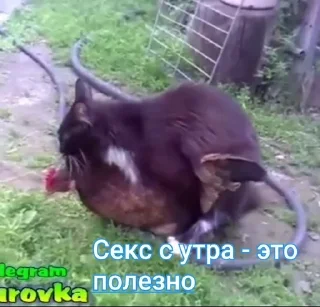🤓 emoji Эй арнольд Telegram sticker 13 of 75