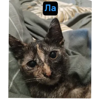 🐱 emoji Хуйло Telegram sticker 20 of 49