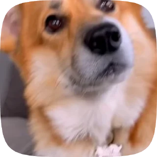 🌟 emoji puppy ; @iterwxc Telegram sticker 10 of 20