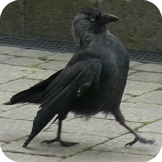 🐦 emoji вороны от брайна Telegram sticker 5 of 15