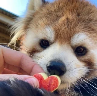 ❤️ emoji Red panda Telegram sticker 7 of 34