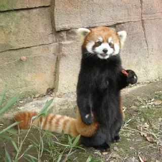 😀 emoji Red panda Telegram sticker 16 of 34