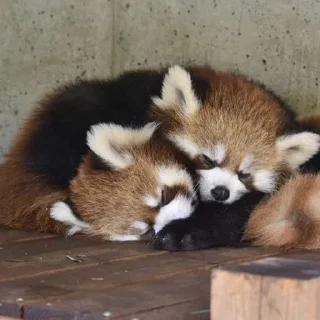 😴 emoji Red panda Telegram sticker 5 of 34