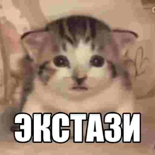🤯 emoji ЕБАНЫЕ НАРКОМАНЫ Telegram sticker 7 of 17