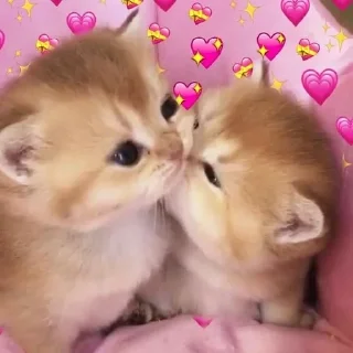😘 emoji коты наше всё Telegram sticker 5 of 29
