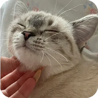 🐱 emoji айла не в восторге Telegram sticker 23 of 57