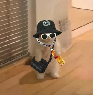 🐱 emoji Мем коты Telegram sticker 5 of 116