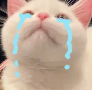😢 emoji коты наше всё Telegram sticker 6 of 29