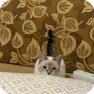 😑 emoji айла не в восторге Telegram sticker 24 of 57