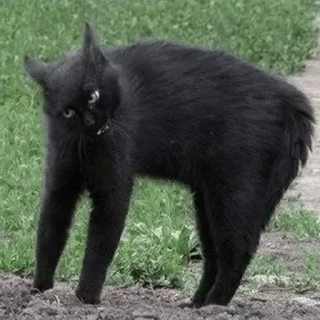 😡 emoji Твоя любовь Telegram sticker 11 of 28