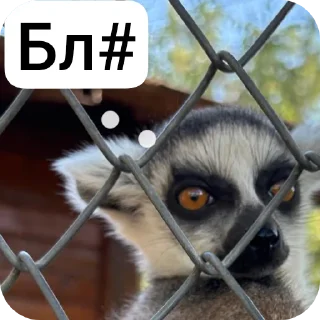 🐦 emoji Мир динди Telegram sticker 7 of 13