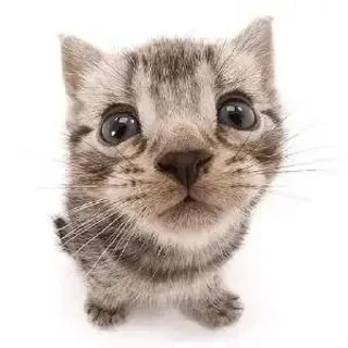 😹 emoji Котики чееел @pesenki_shani Telegram sticker 21 of 54