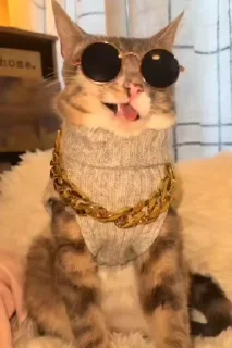 😎 emoji silly cat Rigby 😜 Telegram sticker 24 of 56