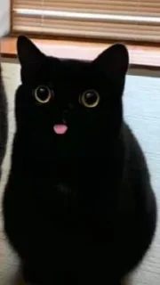 🌟 emoji мемные котики Telegram sticker 11 of 15
