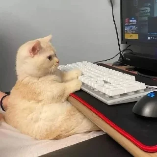 🐱 emoji Котики в очках Telegram sticker 15 of 19