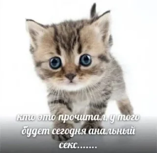 😳 emoji Агрессивные котики Telegram sticker 7 of 35