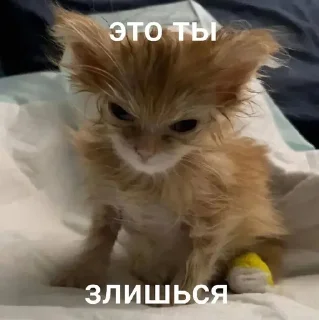 😠 emoji котики=ты Telegram sticker 7 of 39
