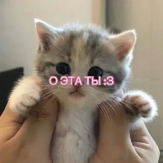 🌟 emoji котики=ты Telegram sticker 17 of 39