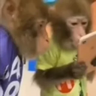 🐵 emoji Бібізянки Telegram sticker 18 of 50