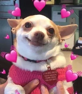 💞 emoji чихуашки 🤍 Telegram sticker 15 of 40