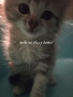 Sticker from котёночки поли
