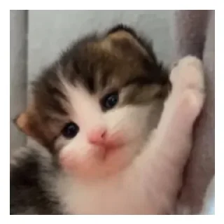 😄 emoji Ктототоалда Telegram sticker 20 of 34