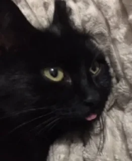 👅 emoji нежная леди 0.2 Telegram sticker 7 of 117