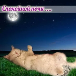 😴 emoji коты и тексты Telegram sticker 11 of 33
