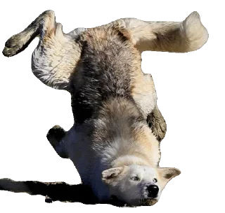Sticker from Wolf @stickersb2b