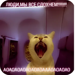 🙀 emoji Просто ржачные коты Telegram sticker 17 of 104