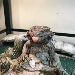 Sticker from bearded dragon
