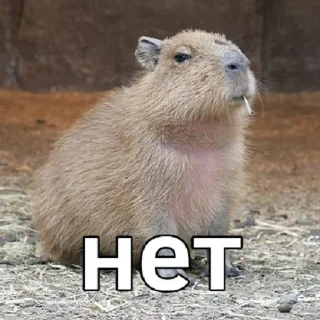 👎 emoji капибавы (https://t.me/tg_free_stickers) Telegram sticker 15 of 48