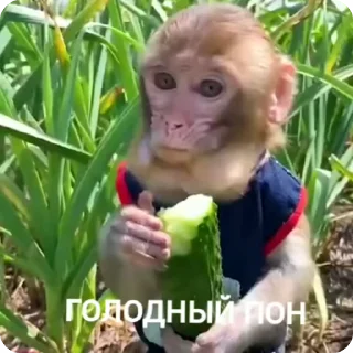 🌟 emoji Monkey пон Telegram sticker 6 of 38